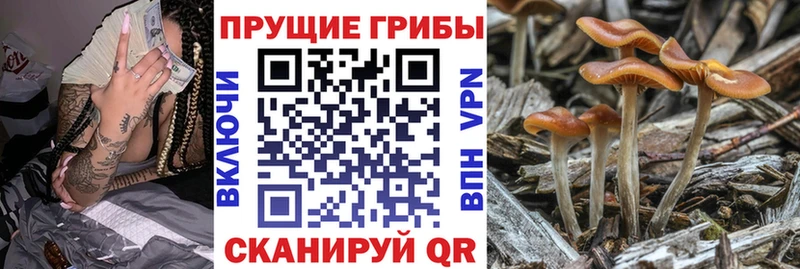 Галлюциногенные грибы Psilocybe  hydra tor  Осинники 