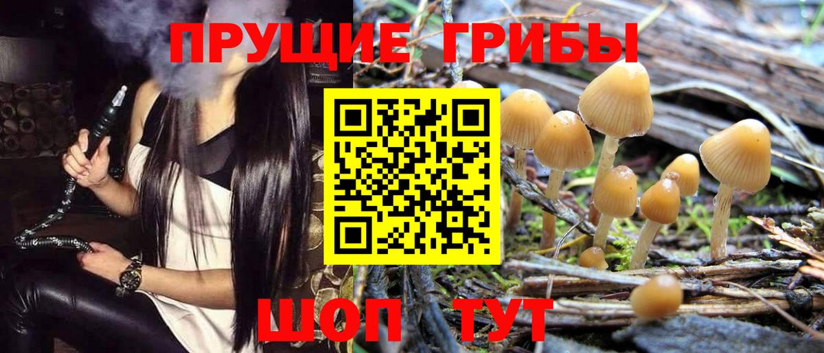 купить закладку  Псилоцибиновые грибы GOLDEN TEACHER  Вход с VPN  Осинники 